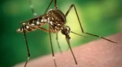 Średnia długość życia komara